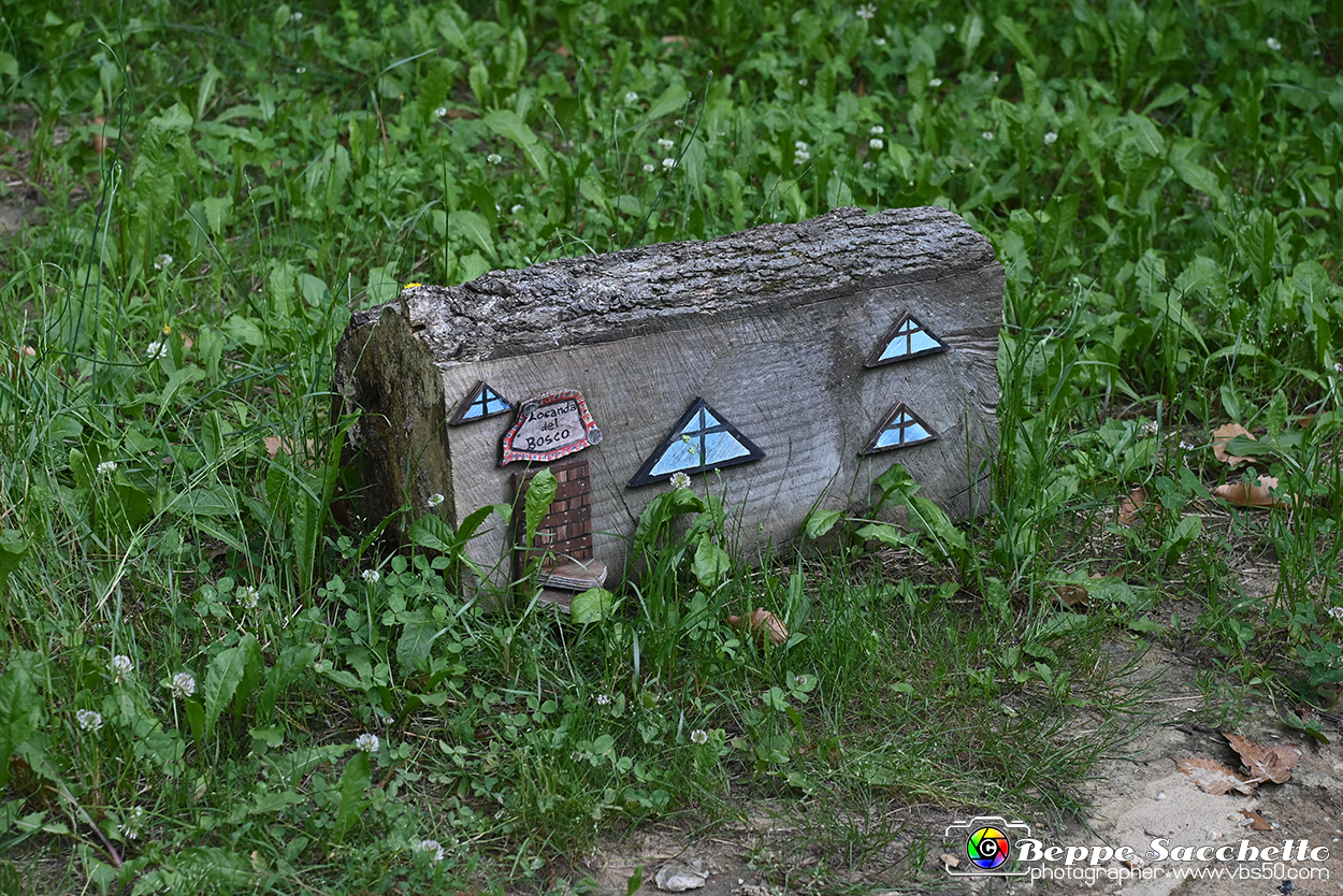 VBS_4946 - Il bosco fatato - Montaldo Roero.jpg